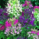 50 Pure Spider Flower Cleome Plant Mix Annual Outdoor Planting Outdoor Fresh Garden