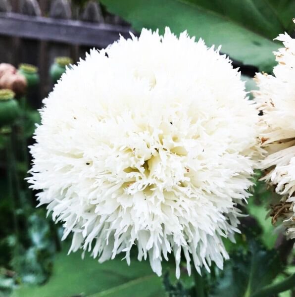 Poppy White Mix Peony Flowers Double Blooms Huge Pods Non Gmo 600 Pure Seeds Fresh Garden