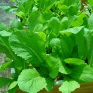 Asian Mustard Green Mustasa Gai Choy 300 Pure Seeds Fresh Garden