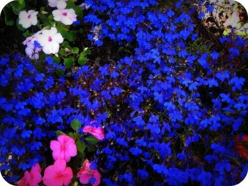 150 Pure Seeds Lobelia Blue Trailing Flower Ground Cover & Hanging Basket Fresh Garden