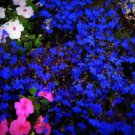 150 Pure Seeds Lobelia Blue Trailing Flower Ground Cover & Hanging Basket Fresh Garden