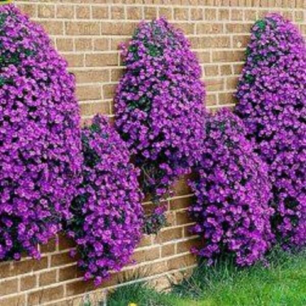 200 Pure Seeds Lobelia Purple Trailing Flower Ground Cover & Hanging Basket Fresh Garden