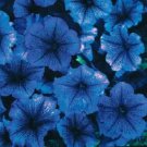 300 Pure Seeds Blue Petunia Flowers Planting Perennial Fresh Garden
