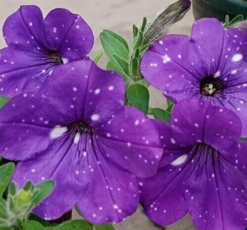 100 Pure Petunia Seeds Double Cascade Blue Pelleted Petunia Seeds Fresh Garden