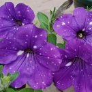 100 Pure Petunia Seeds Double Cascade Blue Pelleted Petunia Seeds Fresh Garden