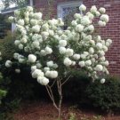 Chinese Snowball 50 Pure Seeds No Filler {Viburnum Ichangense} Fast Growing Fresh Garden