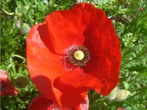 Corn Red Poppy Pure Seeds 1000+ Flower Perennial Fresh Garden