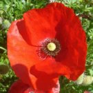 Corn Red Poppy Pure Seeds 1000+ Flower Perennial Fresh Garden