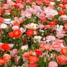 Purple Poppy Flower 3 000 Pure Seeds Fresh Garden