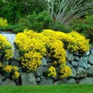 Poppy Pure Seeds 3000+ Flower Yellow Colorful Fresh Garden