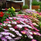 Ice Plant Poppy Pure Seeds 1000+ Flower Mixed Colorful Fresh Garden