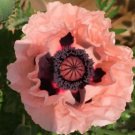 3 000 Salmon Rare Pure Poppy Seeds . Spectacular Blooms Fresh Garden