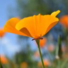 3 000 Rare Pure Poppy Seeds . Spectacular Blooms Fresh Garden