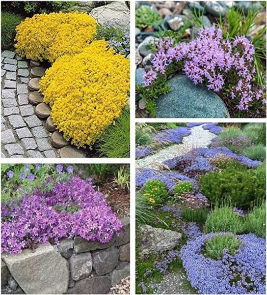 1200+Mixed Pure Seeds Spring Mosquito Insect Repellent Perennial Non Gmo Fresh Garden