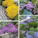 1200+Mixed Pure Seeds Spring Mosquito Insect Repellent Perennial Non Gmo Fresh Garden