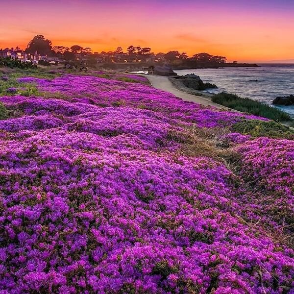 Purple Vera 100 Seeds Spring Mosquito Insect Repellent Perennial Non Gmo Fresh Garden