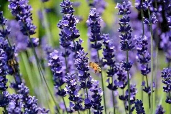Lavender 1500 Seeds Spring Perennial Herb Mosquito Insect Repellent English Fresh Garden