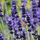 Lavender 1500 Seeds Spring Perennial Herb Mosquito Insect Repellent English Fresh Garden