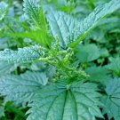Stinging Nettle 2000 + Pure Seeds Perennial Herb Medicinal Pollinators Fresh Garden