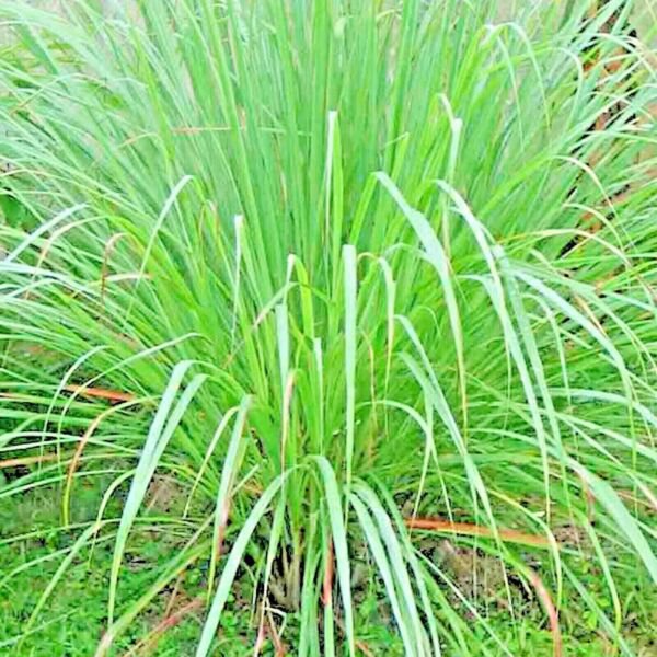 Lemongrass 300+ Pure Seeds Lemon Grass Mosquito Insect Repellent Non Gmo Fresh Garden