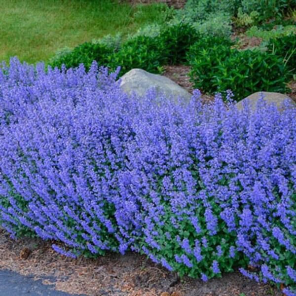 Usa Blue Catmint 50 + Pure Seeds Seeds (Mentha) Fresh Garden