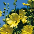 Hollyhock Russian Yellow 50+ Pure Seeds Fresh Garden