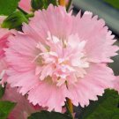 Spring Pink Hollyhock 50 + Pure Seeds Perennial Flower Fresh Garden