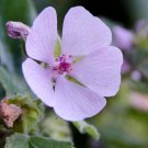 Marshmallow Seedsalthaea Officinalis Flowering Herb 100+ Pure Seeds Fresh Garden