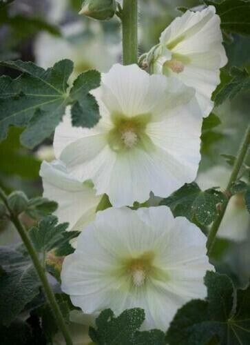 Hollyhock Single Mix 50+ Pure Seeds Alcea Rosea Fresh Garden