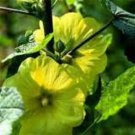 Yellow Hollyhock Alcea Rosea Flower 50 + Pure Seeds Perennial Fresh Garden