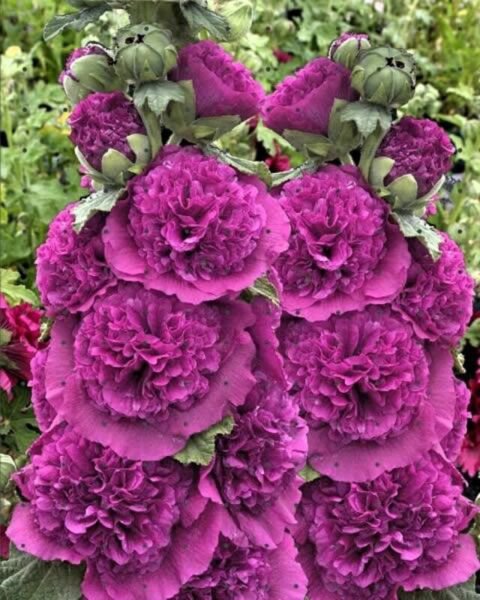 Violet Giant Danish Double Hollyhock Flower 50+ Pure Seeds Perennial Fresh Garden
