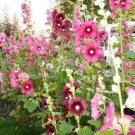 King Henry Viii Mixed Hollyhock Alcea Rosea Color Mix Flower 50+ Pure Seeds Fresh Garden