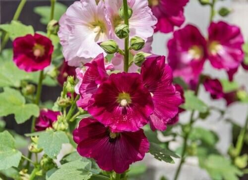 Hollyhock 100 Pure Seeds Mixed Colors Hardy Perennial Fresh Garden