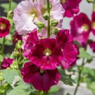 Hollyhock 100 Pure Seeds Mixed Colors Hardy Perennial Fresh Garden