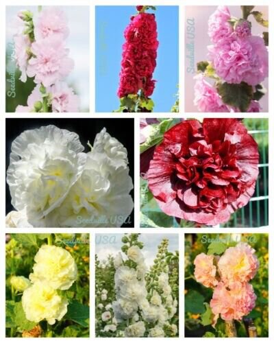 Dwarf Double Hollyhock Majorette Mix Alcea Rosea Red Pink White 50 Pure Seeds Fresh Garden