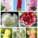 Dwarf Double Hollyhock Majorette Mix Alcea Rosea Red Pink White 50 Pure Seeds Fresh Garden