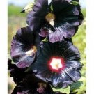 Alcea Rosea Black Hollyhock Flower 50+ Pure Seeds Perennial Fresh Garden