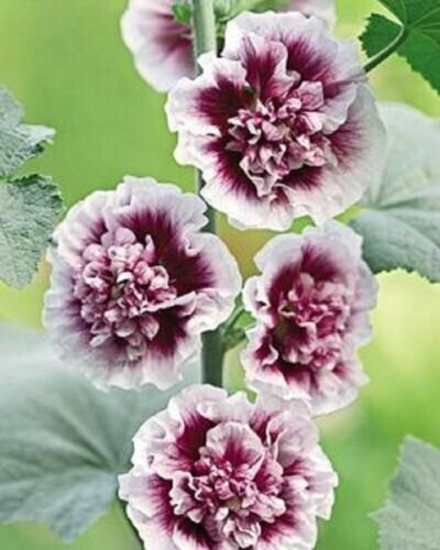 Double Purple Hollyhock 50 + Pure Seeds Perennial Flower Flowers Fresh Garden