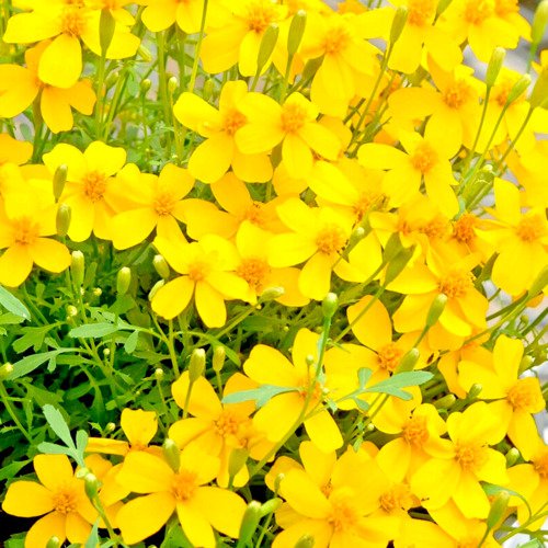 Mexican Mint Mosquito Repellent 100 Pure Seeds Marigold Herb Medicinal Non Gmo Fresh Garden