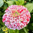Peppermint Stick Zinnia 50 Pure Seeds Candy Cane Striped Flower Fresh Garden