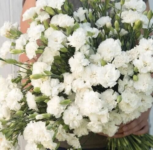 Carnation Jeanne Dionis 50+ Pure Seed Fresh Garden