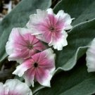 Lychnis Heirloom Angels Blush Flower 50 Pure Seeds Perennial Deer Resistant Fresh Garden
