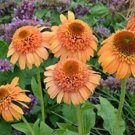 Supreme Cantalope Coneflower 50 Pure Seeds Echinacea Flower Perennial Flowers Fresh Garden