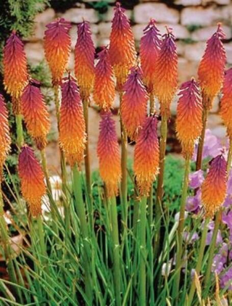 Orange Purple Hot Poker Torch Lily Flower Plants 50 Pure Seeds Fresh Garden