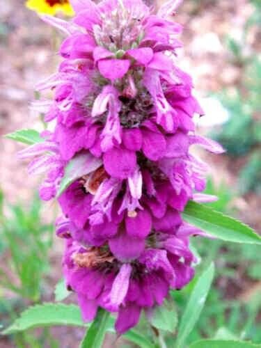 Lemon Bee Balm Monarda Herbs Planting Medicinal Plant Organic 500+ Pure Seeds Fresh Garden