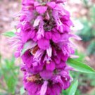 Lemon Bee Balm Monarda Herbs Planting Medicinal Plant Organic 500+ Pure Seeds Fresh Garden