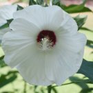 Crimsoneyed Swamp Rosemallow Hibiscus Moscheutos Largeflower 50+ Pure Seed Fresh Garden