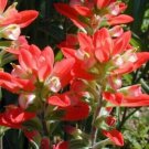 Indian Paintbrush (Castilleja Indivisa) 300+ Pure Seeds Fresh Garden