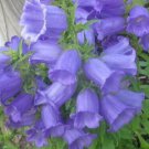 Blue Canterbury Bells Campanula Medium Flower 200 Pure Seeds Fresh Garden