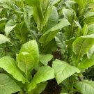 Virginia Gold Tobacco 2000+ Pure Seeds Heirloom Nicotiana Tabacum Fresh Garden